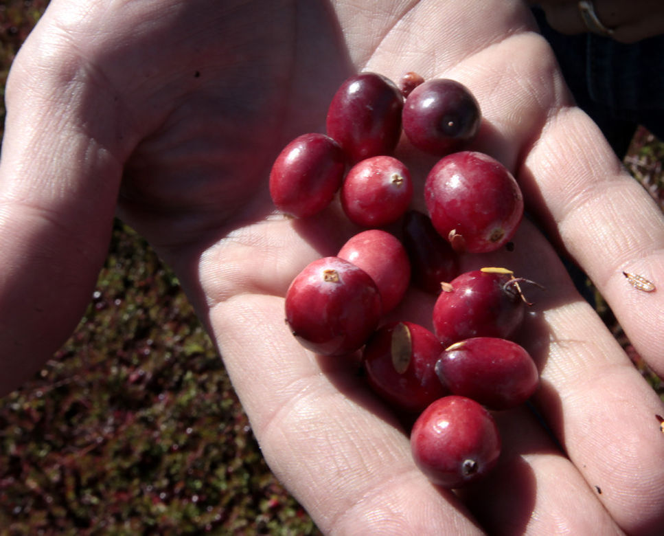 Cranberries